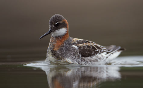 Red-necked Phalarope (Phalaropus lobatus) photo image