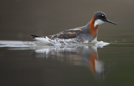 Red-necked Phalarope (Phalaropus lobatus) photo image