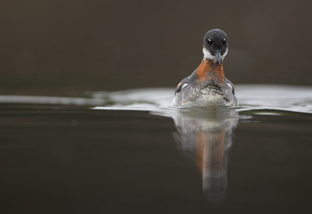Red-necked Phalarope (Phalaropus lobatus) photo image