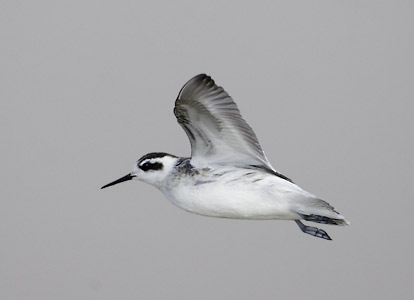 Red-necked Phalarope (Phalaropus lobatus) photo image