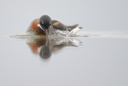 Red-necked Phalarope (Phalaropus lobatus) photo image