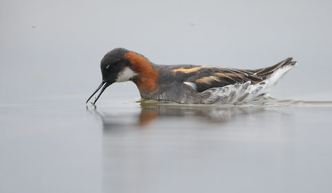 Red-necked Phalarope (Phalaropus lobatus) photo image