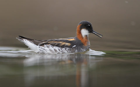 Red-necked Phalarope (Phalaropus lobatus) photo image