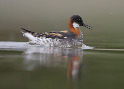Red-necked Phalarope (Phalaropus lobatus) photo image