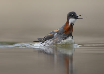 Red-necked Phalarope (Phalaropus lobatus) photo image