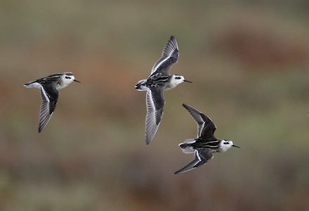 Red-necked Phalarope (Phalaropus lobatus) photo image
