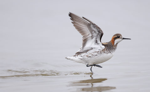 Red-necked Phalarope (Phalaropus lobatus) photo image