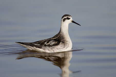 Red-necked Phalarope (Phalaropus lobatus) photo image