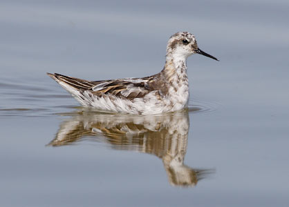 Red-necked Phalarope (Phalaropus lobatus) photo image