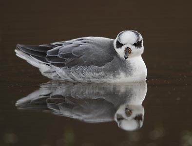 Red Phalarope (Phalaropus fulicarius) photo image
