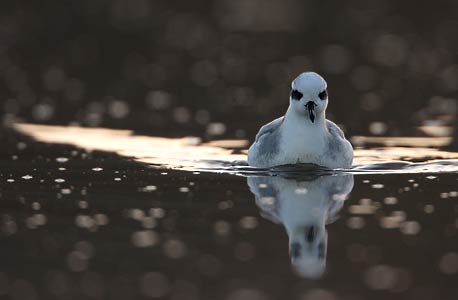 Red Phalarope (Phalaropus fulicarius) photo image