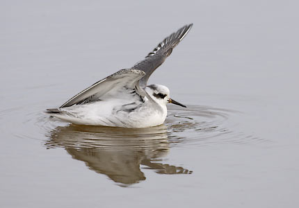 Red Phalarope (Phalaropus fulicarius) photo image