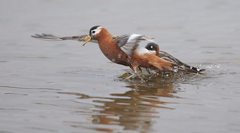 Red Phalarope (Phalaropus fulicarius) photo image