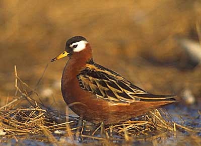Red Phalarope (Phalaropus fulicarius) photo image