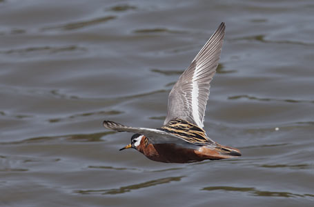 Red Phalarope (Phalaropus fulicarius) photo image