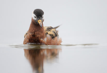 Red Phalarope (Phalaropus fulicarius) photo image
