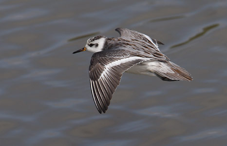 Red Phalarope (Phalaropus fulicarius) photo image