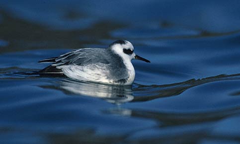 Red Phalarope (Phalaropus fulicarius) photo image