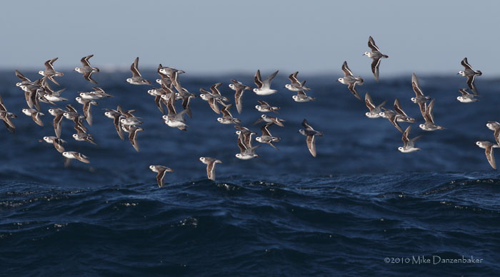 Red Phalarope (Phalaropus fulicarius) photo image