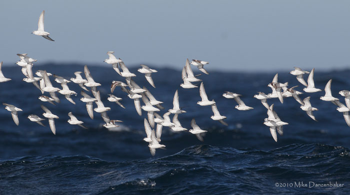 Red Phalarope (Phalaropus fulicarius) photo image