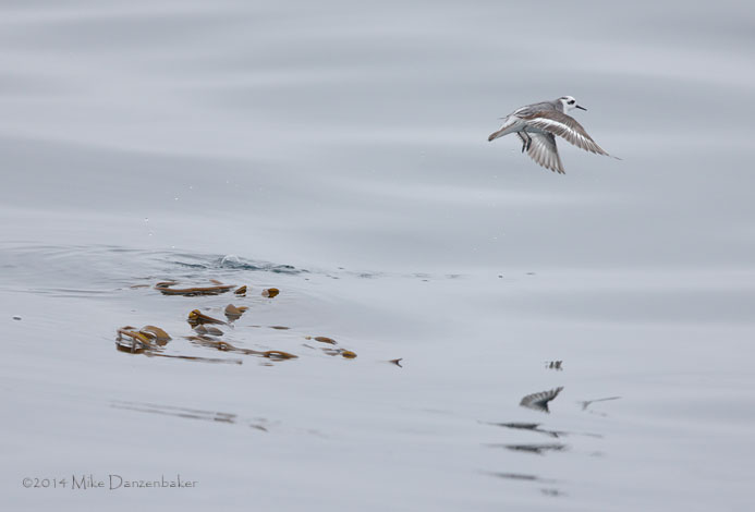 Red Phalarope (Phalaropus fulicarius) photo image