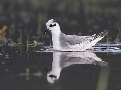 Red Phalarope (Phalaropus fulicarius) photo image