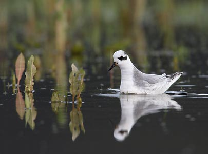 Red Phalarope (Phalaropus fulicarius) photo image
