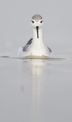 Wilson's Phalarope (Phalaropus tricolor) photo