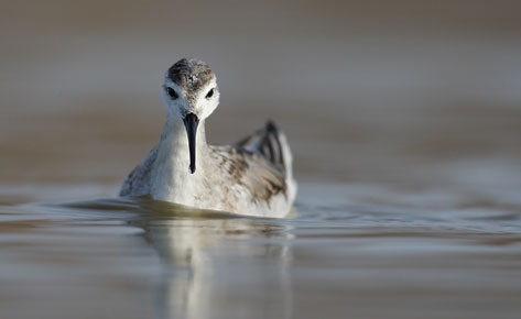 Wilson's Phalarope (Phalaropus tricolor) photo