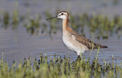 Wilson's Phalarope (Phalaropus tricolor) photo image