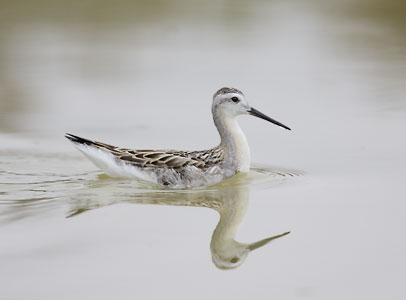 Wilson's Phalarope (Phalaropus tricolor) photo image