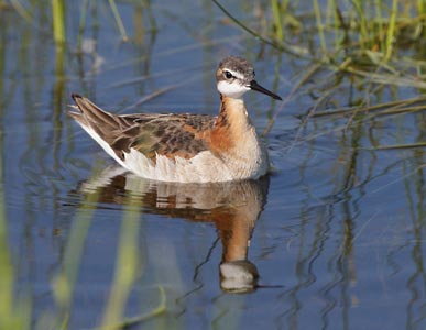 Wilson's Phalarope (Phalaropus tricolor) photo image
