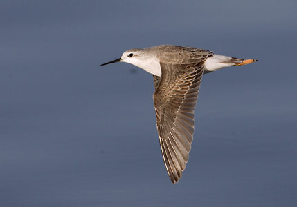 Wilson's Phalarope (Phalaropus tricolor) photo image