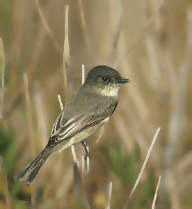 Eastern Phoebe (Sayornis phoebe) photo image