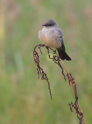 Say's Phoebe (Sayornis saya) photo