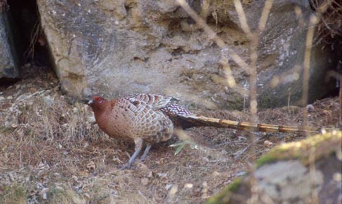 Copper Pheasant (Syrmaticus soemmerringii) photo image