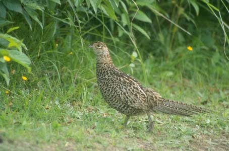 Green Pheasant (Phasianus versicolor) photo image