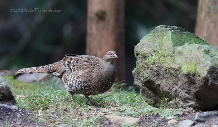 Mikado Pheasant (Syrmaticus mikado) photo
