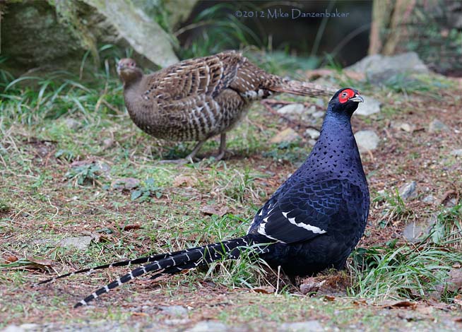 Mikado Pheasant (Syrmaticus mikado) photo image