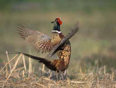 Common Pheasant (Phasianus colchicus) photo image