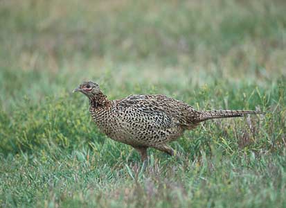 Common Pheasant (Phasianus colchicus) photo image