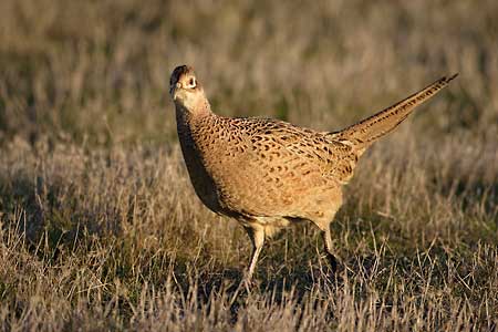 Ring-necked Pheasant (Phasianus colchicus) photo
