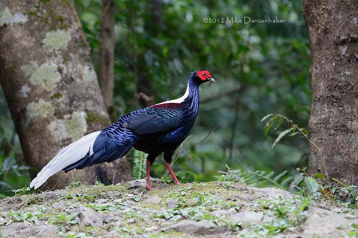 Swinhoe's Pheasant (Lophura swinhoii) photo