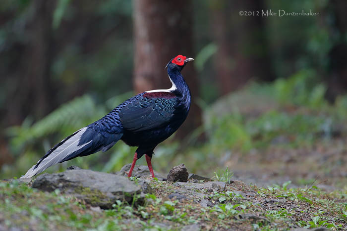 Swinhoe's Pheasant (Lophura swinhoii) photo