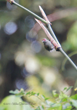African Piculet (Sasia africana) photo