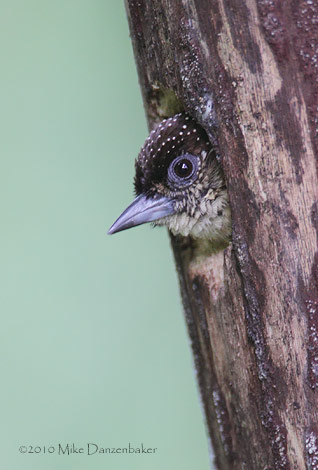 Olivaceous Piculet (Picumnus olivaceus) photo image
