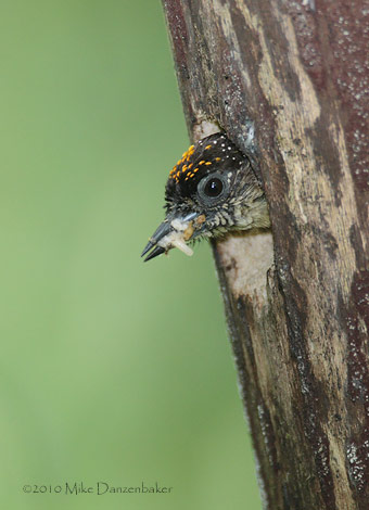 Olivaceous Piculet (Picumnus olivaceus) photo image
