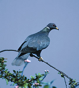 Band-tailed Pigeon (Patagioenas fasciata) photo image