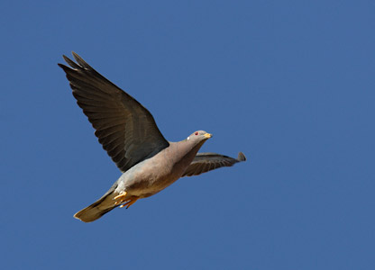 Band-tailed Pigeon (Columba fasciata) photo