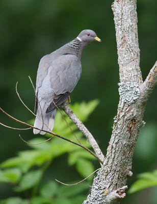 Band-tailed Pigeon (Columba fasciata) photo
